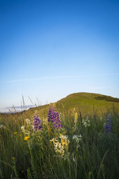 Colline e fiori di campo, Oregon — Foto Stock