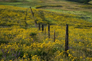 Spring flowers in Eastern Oregon clipart