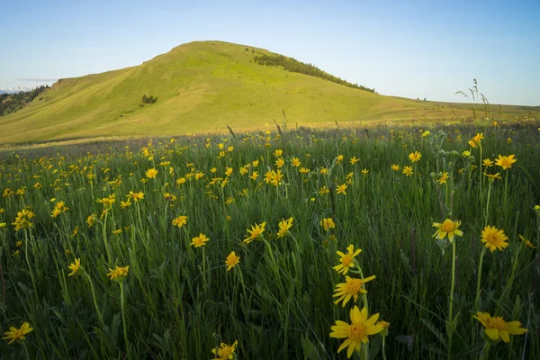 Colline e girasoli in Oregon — Foto Stock