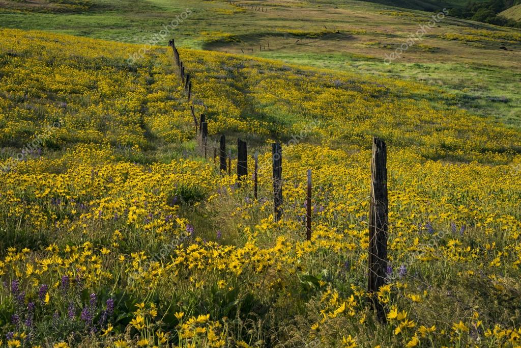 Spring flowers in Eastern Oregon — Stock Photo © robertcrum 109575912