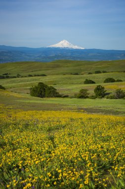 Mount Hood and spring flowers clipart