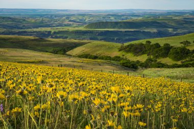 Spring flowers in Eastern Oregon clipart