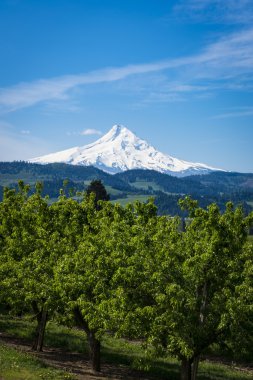 Oregon Mount Hood ve elma bahçeleri