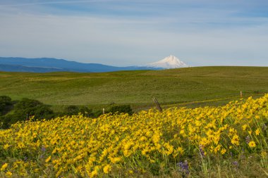 Spring flowers in Eastern Washington state clipart