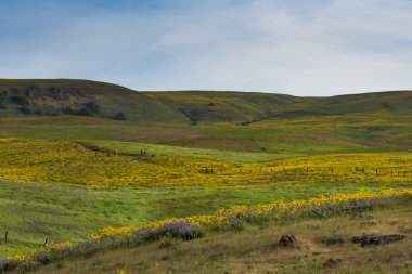 Columbia River Gorge yakınındaki sarı çiçek alanları