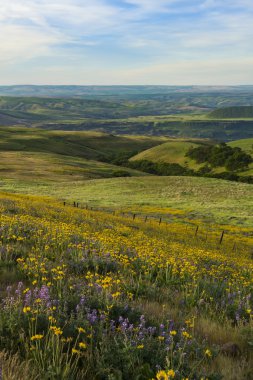 Spring flowers in Eastern Washington state clipart