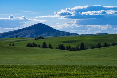 Doğu Washington eyaletinde yeşil buğday alanlarında