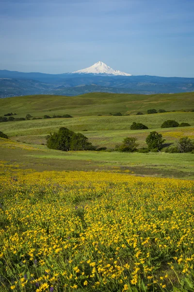 Mount Hood a jarní květy — Stock fotografie