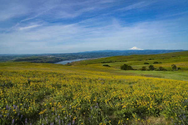 Mount Hood and spring flowers — Stock Photo, Image