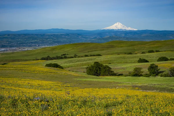 フッド山と春の花 — ストック写真
