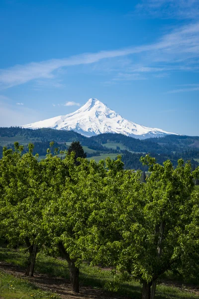 Mount Hood and apple orchards in Oregon — Stock Photo, Image