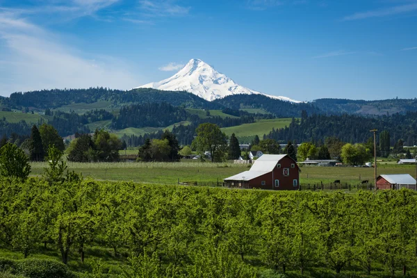 Mount Hood entre pomares de maçãs, em Oregon — Fotografia de Stock