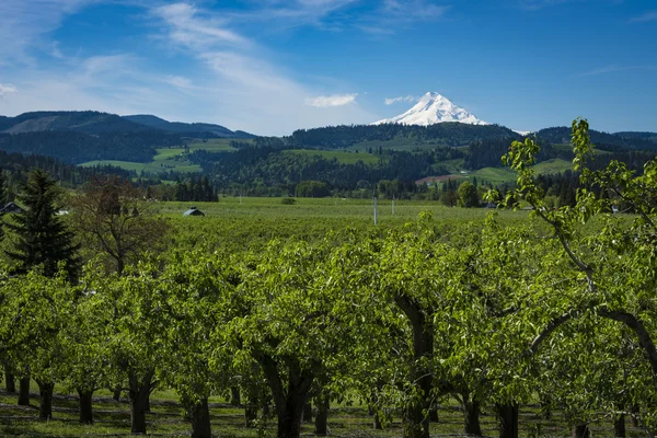 Mount Hood e frutteti di mele, Oregon — Foto Stock