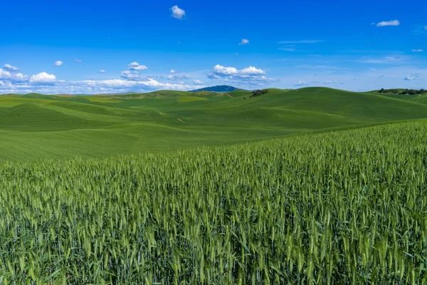 Campos de trigo en el este del estado de Washington — Foto de Stock