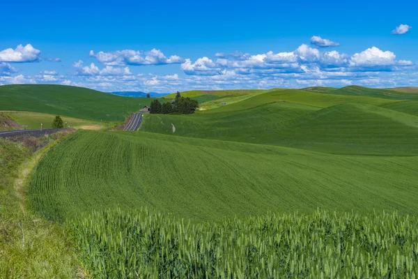 Campi di grano nello stato di Washington orientale — Foto Stock