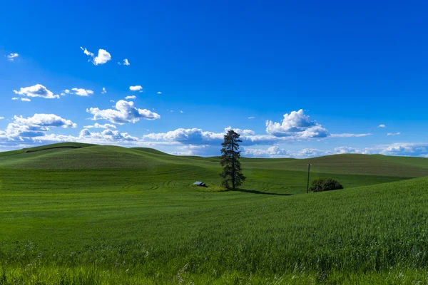 Pšeničné pole ve státě východní Washington — Stock fotografie