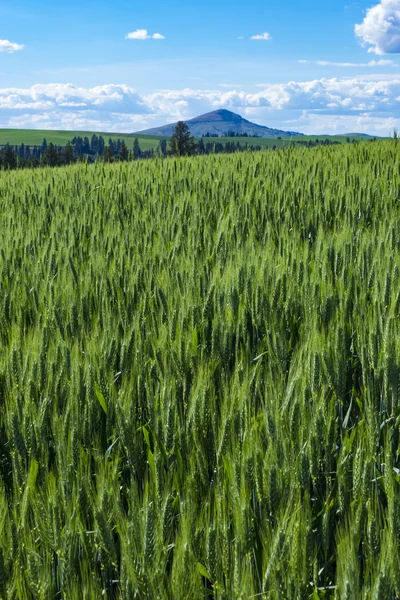 Doğu Washington eyaletinde buğday alanları