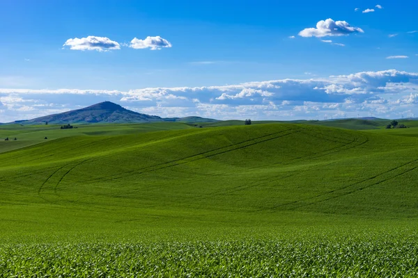 Campos de trigo en el este del estado de Washington — Foto de Stock