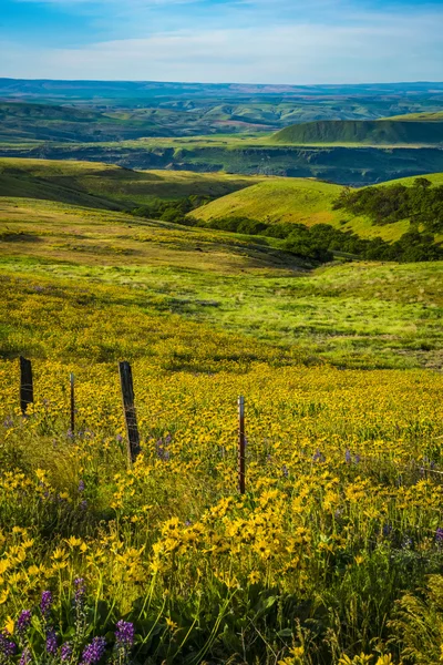 Flores de primavera en el estado de Washington Oriental — Foto de Stock
