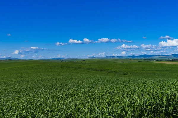 Campos de milho no estado de Washington Oriental — Fotografia de Stock