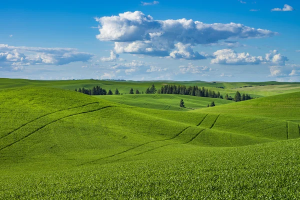 Fält av grön vete i östra Washington state — Stockfoto