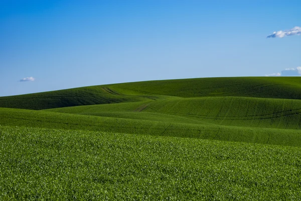 Fields of green wheat in Eastern Washington state — Stock Photo, Image
