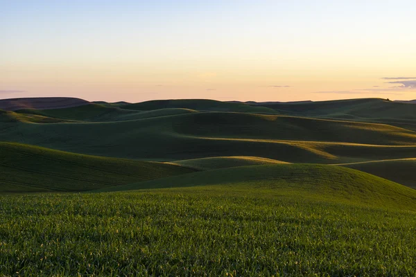 Поля зелена пшениця в східному Вашингтоні державний — стокове фото
