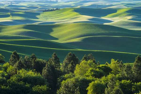 Fält av grön vete i östra Washington state — Stockfoto