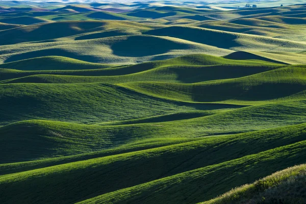 Campos de trigo verde en el este del estado de Washington — Foto de Stock