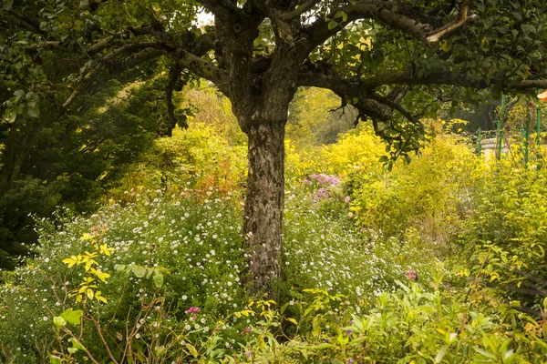 Του κήπου στο Giverny, Γαλλία Μονέ — Φωτογραφία Αρχείου