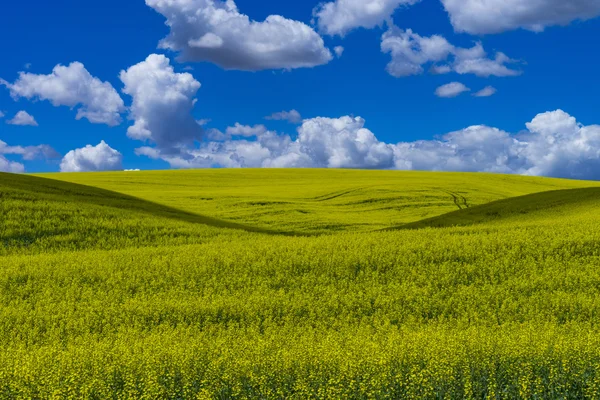 Campos amarillos de canola —  Fotos de Stock