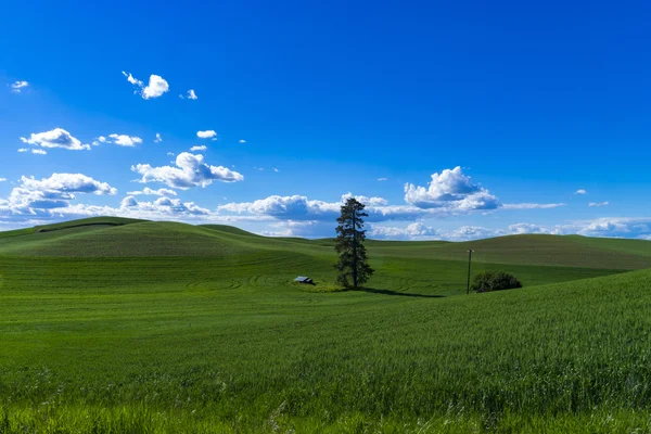 Campi di grano nello stato di Washington orientale — Foto Stock