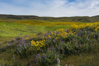 Doğu Washington eyaletinde bahar çiçekleri