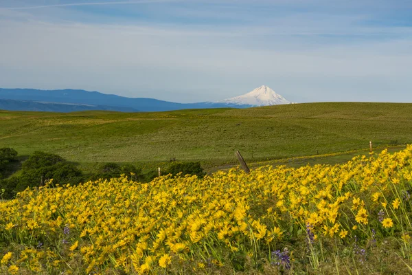 Fiori primaverili nello stato di Eastern Washington — Foto Stock