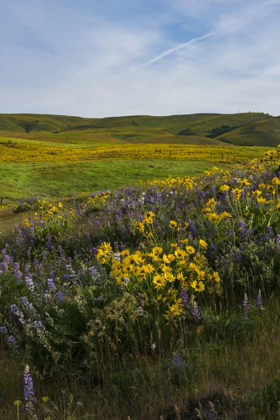 Doğu Washington eyaletinde bahar çiçekleri