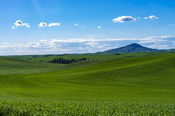 Fält av grön vete i östra Washington state — Stockfoto