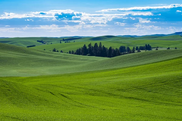Fält av grön vete i östra Washington state — Stockfoto