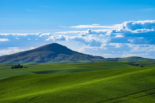 Fält av grön vete i östra Washington state — Stockfoto