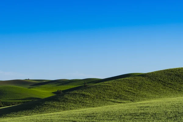 Fält av grön vete i östra Washington state — Stockfoto