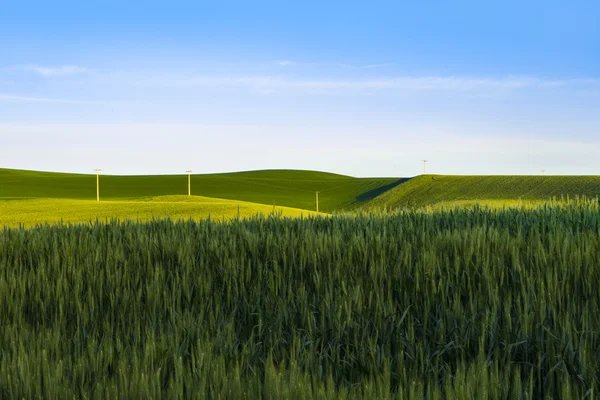 동부 워싱턴 주에 녹색 밀의 분야 — 스톡 사진