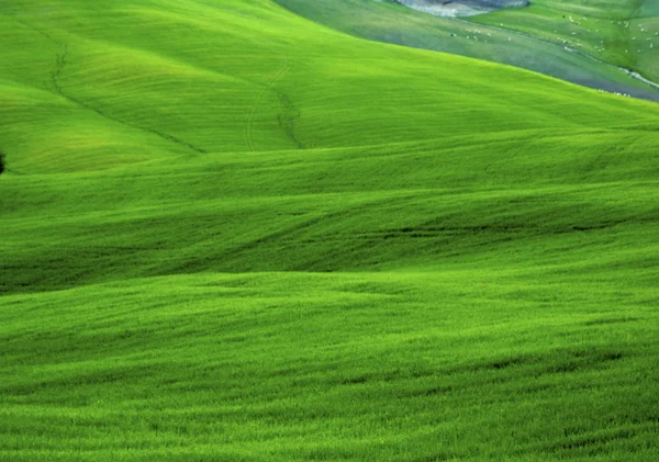 Πράσινα χωράφια σιταριού — Φωτογραφία Αρχείου