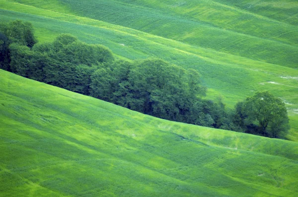 Campi verdi di grano — Foto Stock