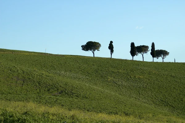 Träd på en ås i Italien — Stockfoto