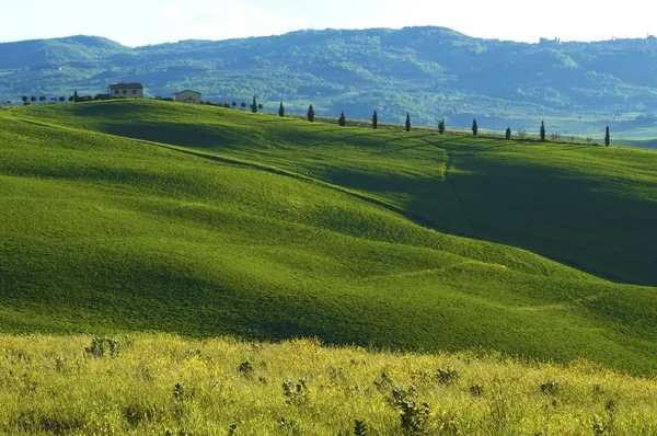 Campos verdes en la región Toscana de Italia — Foto de Stock