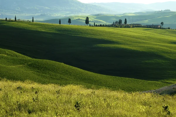 Gröna fält i regionen Toscana i Italien — Stockfoto