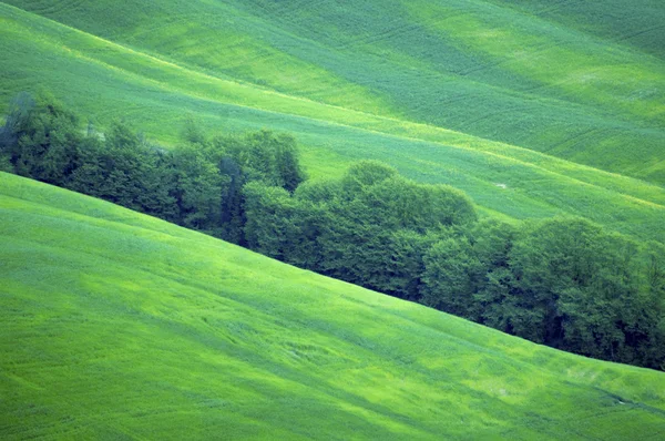 Campos verdes na região da Toscana, Itália — Fotografia de Stock