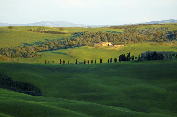 Campos verdes en la región Toscana de Italia — Foto de Stock