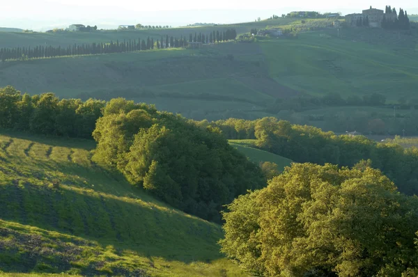 Зелені поля в Італії, у регіоні Тоскана — стокове фото
