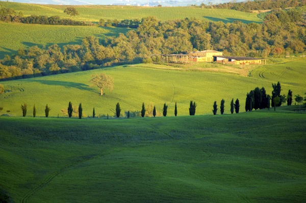 Champs verts dans la région Toscane d'Italie — Photo
