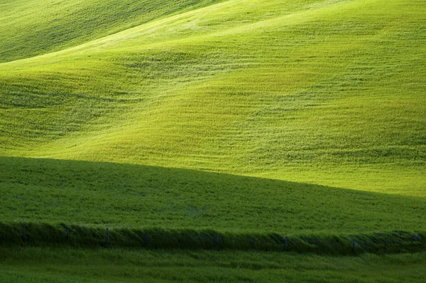 Campos verdes de trigo — Foto de Stock